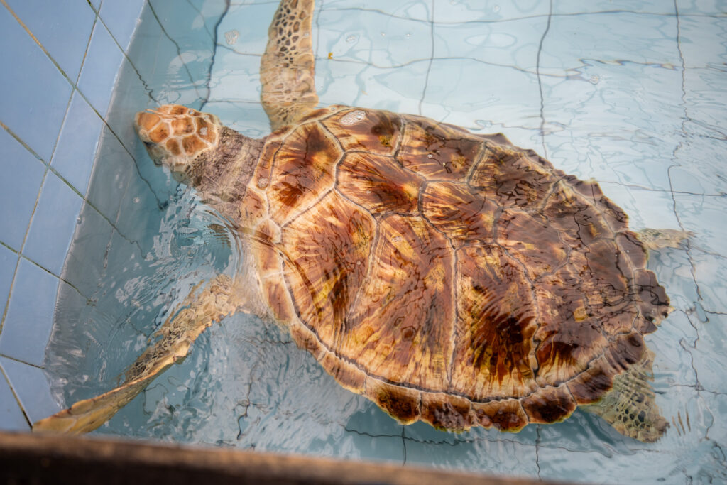 Giant sea turtle at Sea Turtle Village Conservation at Hyatt Regency, Bali. Photo: Harmeet Sehgal