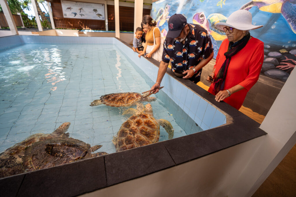 Turtle feeding time at Sea Turtle Village Conservation at Hyatt Regency, Bali. Photo: Harmeet Sehgal